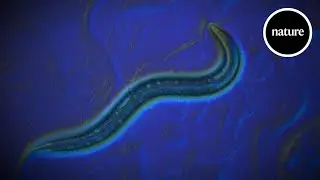 How a worm showed us the way to open science