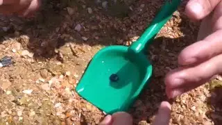 рак отшельник