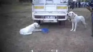 Kangal festival 2009 .1