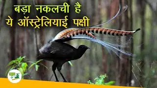 बड़ा नकलची है ये ऑस्ट्रेलियाई पक्षी, इंसानी बच्चे की तरह रोता है, देखें वीडियो - DesiEngine India