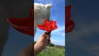 Красный цветок для львицы Мии. Red flower for lioness Mia