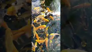 2 апреля 2023г                   #koi #fish #koifish