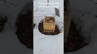 Облёт пчёл.Весенние работы на пасеке.