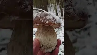 СНЕГОВИКИ , ТЬФУ БОРОВИКИ ПОД СНЕГОМ ! СОВСЕМ ЗАПУТАЛСЯ КОГДА ДОЛЖНЫ РАСТИ ГРИБЫ !