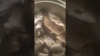 ВОТ ТАКОЙ ВОТ (улов) 