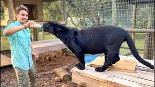 MY BLACK PANTHER IS ALL GROWN UP !