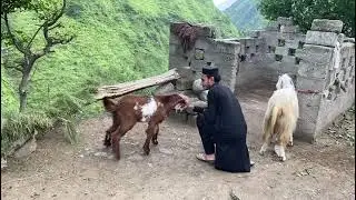 simple life my village district TORGHAR vlog