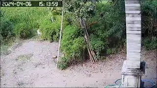 oyen mau nangkep tikus