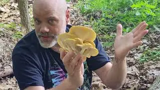 Golden Oyster Mushrooms (Pleurotus citrinopileatus) with The Mushroom Hunter