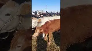 Узынагаш мал базары 