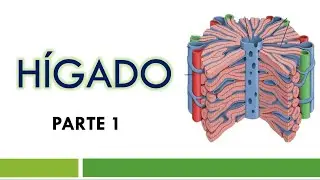 HISTOLOGÍA del HÍGADO Parte 1