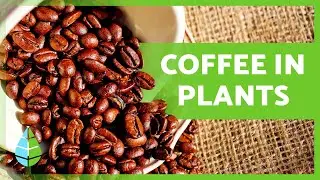 How to USE COFFEE on PLANTS ☕🌿 | Benefits and Uses of Coffee in the Garden ✅