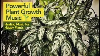 Powerful Plant Growth Music 🌱 Stimulate Growth, Happiness & Healing
