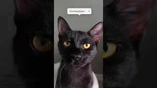 Ден #cat #котки #cute #котята #catbreed #кот #котик #catkitten