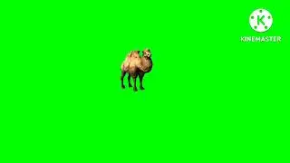 talking and eating camel green screen cartoon