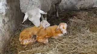 Первые роды овцы кубышевской породы