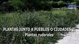 Plantas ruderales junto a pueblos o ciudades