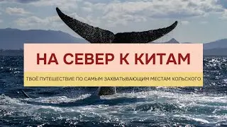 Что посмотреть в Мурманске: киты. Хибины, Териберка, Баренцево море