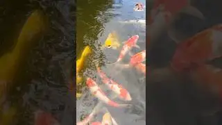 육아 물고기들이 반겨준다고 말했더니 딸 아이 반응