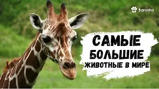 🌟 Самые большие животные в мире 🌟