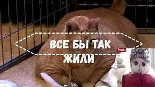 кошки и коты