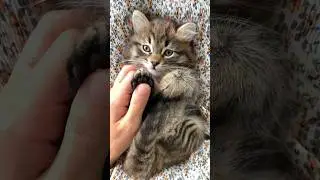 Может ли кошка видеть в темноте?