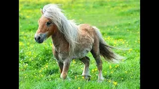 YARAMAZ MİDİLLİ VE BEYAZ EŞEK :))) ( NAUGHTY PONY AND WHITE DONKEY)