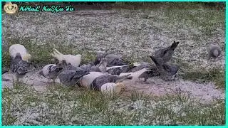 ?️ Fast Eggs from Pigeons ? How to Get a Puppy?