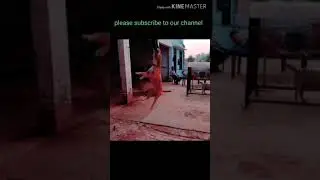 Pitbull dog status 😱 || (Shorts video) || ( pitbull lover) || pitbull status || pitbull dog || dog