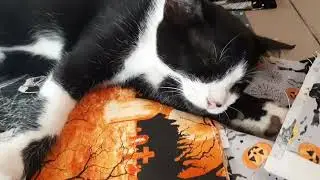 Exhausted kitten...too much fun!