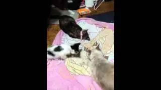 20141204_230320.mp4