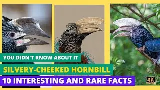 Jewels of Africa: Delving into the Lives of Silvery-Cheeked Hornbills