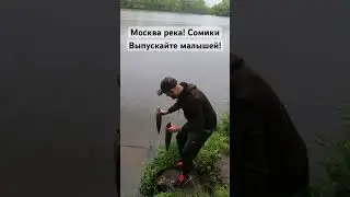 Сомы на Москва реке! Выпускайте сомов Short #поймалотпусти #shorts