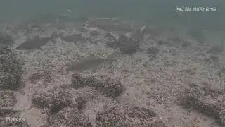 Где находятся основные места обитания и промысла Муксуна (Muksun) — Coregonus muksun (Pallas, 1814)?