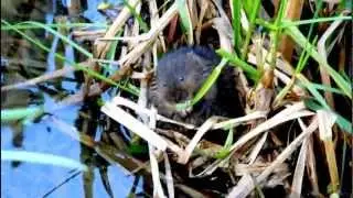 Water Vole (Arvicola amphibius)