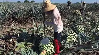 Tequila, Jalisco y su jima de agave azul. Omar munguia del medineño