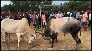 Ox Fight Goa || Traditional Dhirio Sport || Goan Bullfights Sports ||