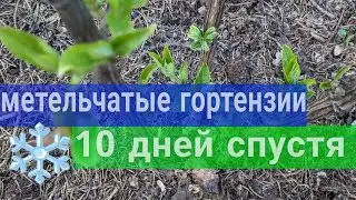18 мая 2024 г. Замёрзли метельчатые гортензии/ Кто самый выносливый в 2024году ?