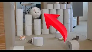 Летающие коты, большая и стена и кошка, которая ее перепрыгивает