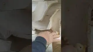 How a rat can enter your house through the toilet