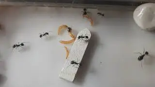 жнецы ловят много личинок.|reapers catch many larvae.