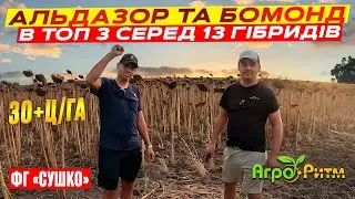 РЕКОРДИ НА ОДЕЩИНІ 30+ц\га!АЛЬДАЗОР ТА БОМОНД В ТОП-3 СЕРЕД 13 НАЙКРАЩИХ ГІБРИДІВ! ФГ 