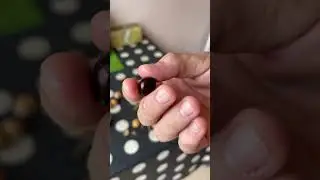 Лонган, что за фрукт?