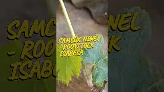 Sambung Pucuk Anggur Ninel