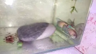 Перенёс пару наннакара в отдельную ёмкость для нересту.