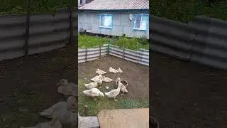 КРЯ, кря кря.....