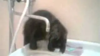 Котэ моет голову