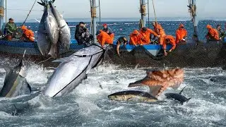 Everyone please watch the video Catching Bluefin Tuna || Catching Fish Big on The Sea