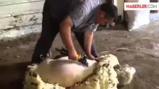 Koyunlar Nasıl Kırkılır