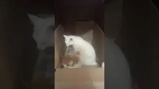 Кошка пришла к своим котятам
